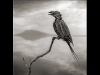 Foto: Nick Brandt