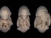 Foto: Dorit Hockman - Desarrollo del embrión de un murcielago