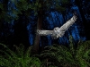 Foto: Wildlife Photographer of the Year 2013 