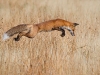 Foto: Wildlife Photographer of the Year 2013 