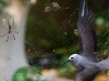 Foto: Wildlife Photographer of the Year 2013 