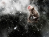 Foto: Wildlife Photographer of the Year 2013 