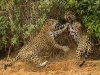 Foto: Wildlife Photographer of the Year 2013 
