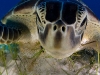 Foto: Wildlife Photographer of the Year 2013 