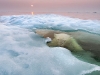 Foto: Wildlife Photographer of the Year 2013 