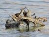 Foto: Wildlife Photographer of the Year 2013 