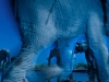Foto: Wildlife Photographer of the Year 2013 