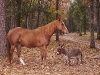 Foto: Guinness World Records  - El burro más pequeño con 64 cms.
