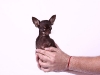 Foto: Guinness World Records  - El perro chiguagua más chico, con 10 cms en Costa Rica