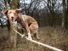 Foto: Guinness World Records  - El Perro más rápido cruzando la cuerda floja