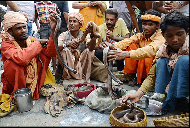Festival de encantadores de serpientes: Alucinante celebración del Nag
